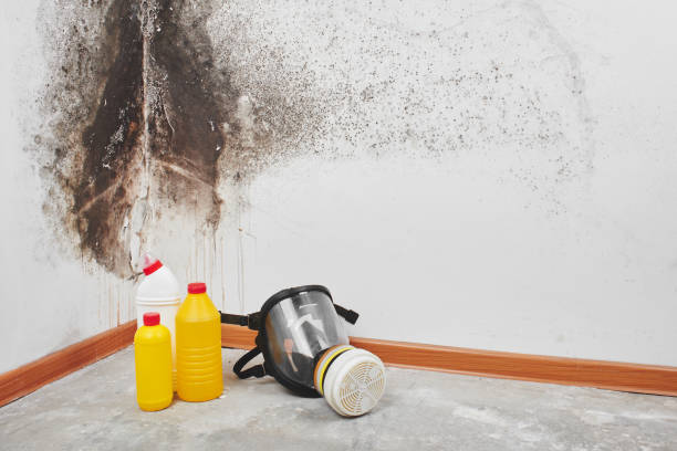 Attic Mold Removal in Volga, SD