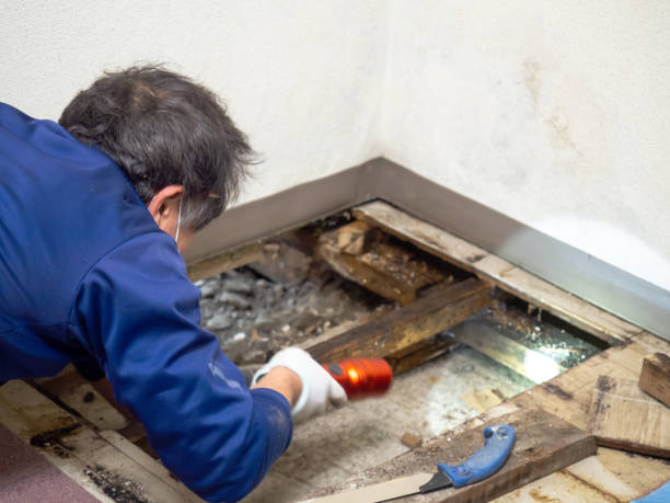 Best Attic Mold Removal  in Volga, SD