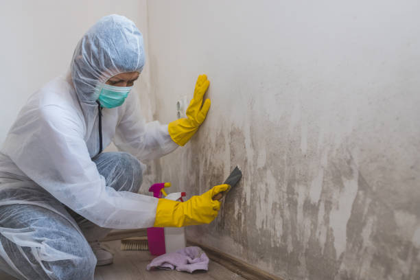 Best Commercial Mold Removal  in Volga, SD