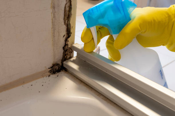 Best Toxic Mold Removal  in Volga, SD