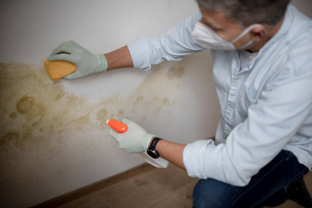 Best Black Mold Removal  in Volga, SD