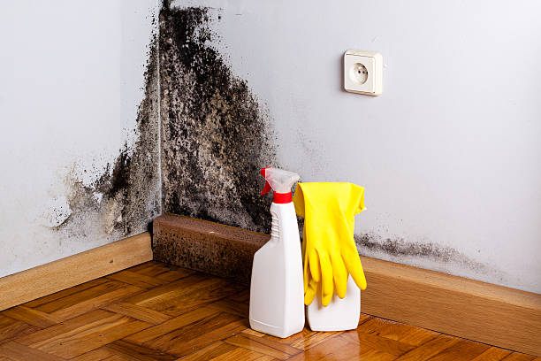 Trusted Volga, SD Mold Removal Experts